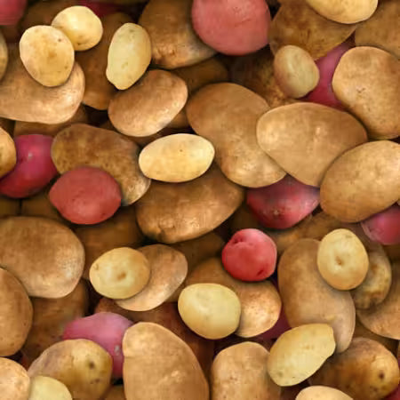 Multi Potatoes
From Elizabeths Studio
Food Festival Collection
100% Cotton
44/45"