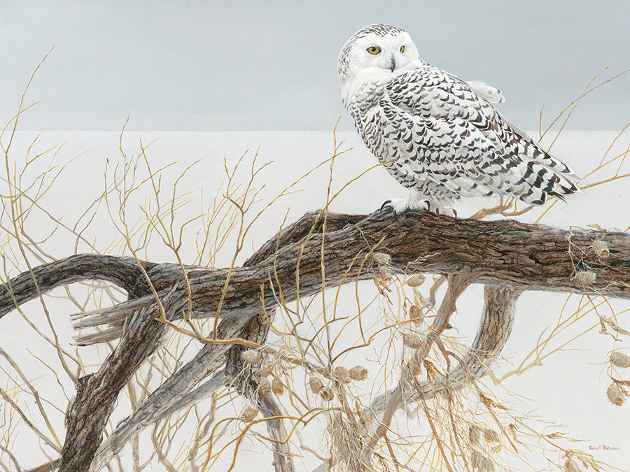 Fallen Willow Snowy Owl Puzzle - 500 PC  From Cobble Hill  From the Collection of The Robert Bateman Centre